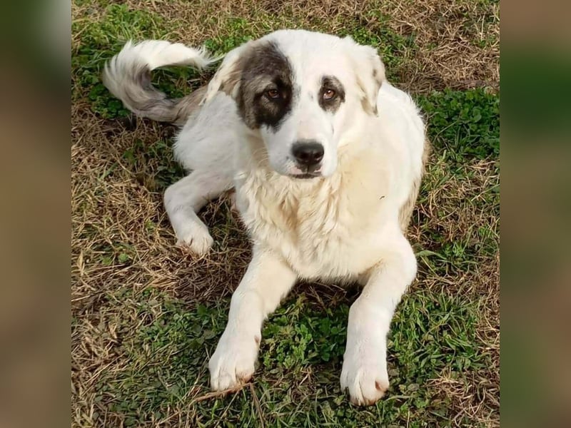 Angelo sucht ein Zuhause / eine Pflegestelle