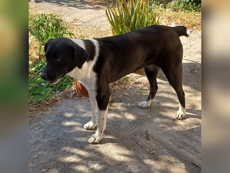 Nana - Mischlingshund sucht ein Zuhause