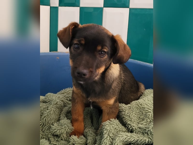 Rani, gerade mal 4 Monate altes Hundemädchen, sucht ihr Zuhause