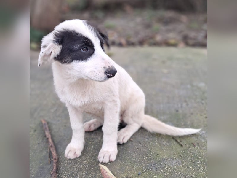 Skia sucht ein Zuhause / eine Pflegestelle- reserviert