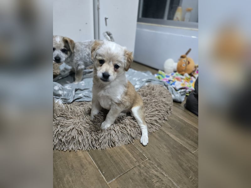 Judy , 5-monatige zuckersüßes, weiß-beiges Hundemädchen, sucht ihre Familie