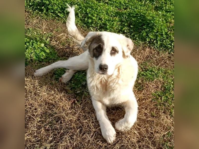 Angelo sucht ein Zuhause / eine Pflegestelle