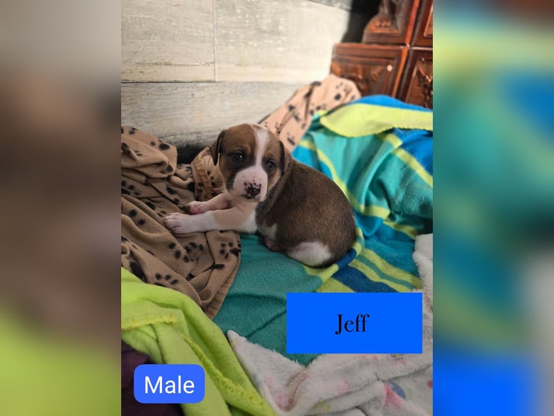 Jeff, Rüde, aktuell 5 Monate