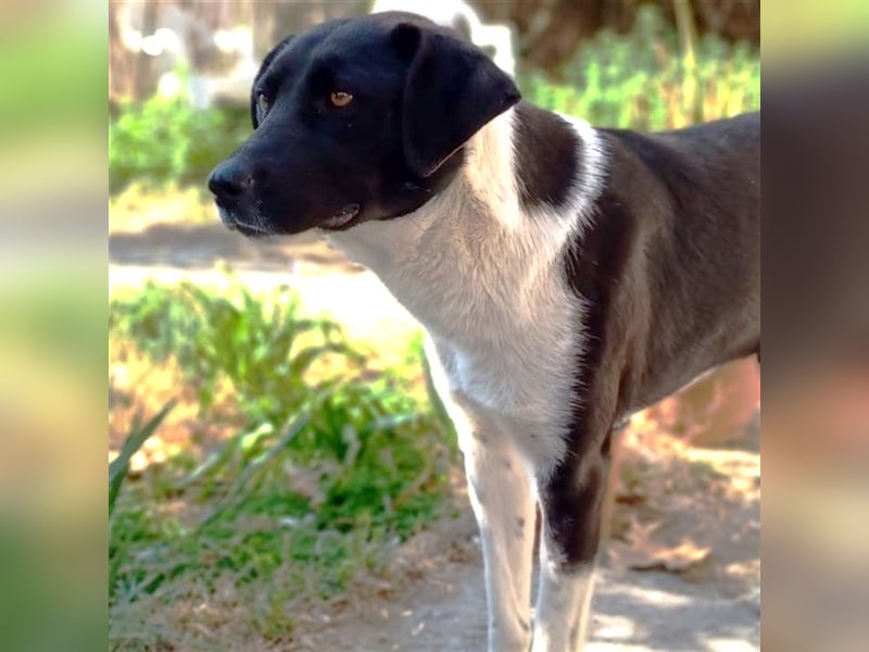 Nana - Mischlingshund sucht ein Zuhause