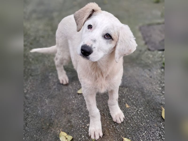 Thira-Mischling: sucht ein Zuhause