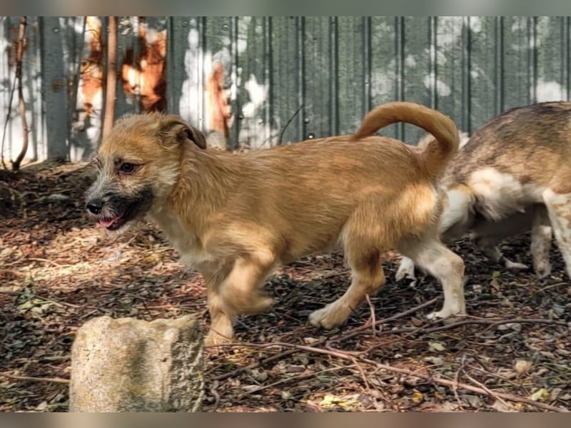 Yano , 9-monatiger  Hundebub, wünscht sich „seine“ Familie