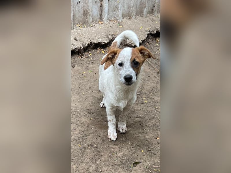 Agnus, bald 1-jähriger Hundebub, weiß.-Carmel gefleckt, freut sich auf ein eigenes Zuhause