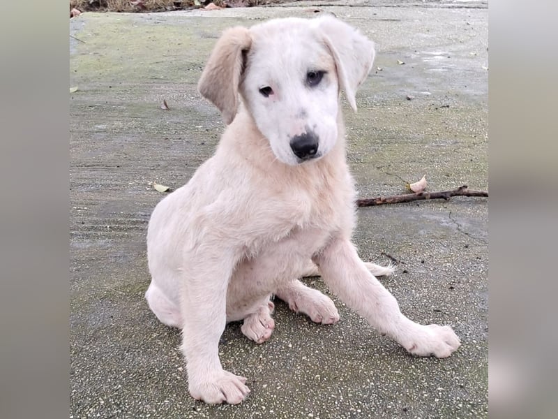 Thira-Mischling: sucht ein Zuhause