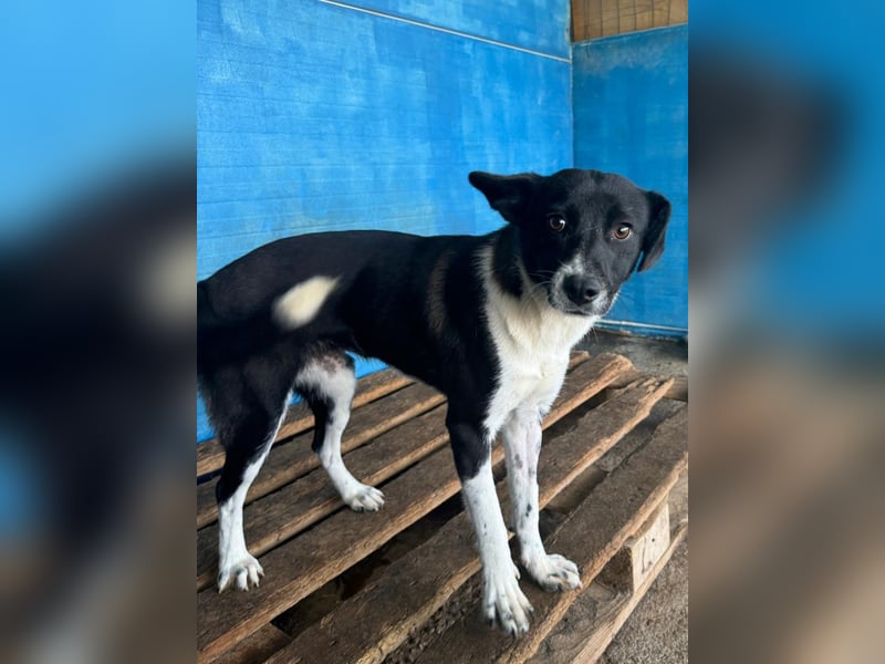 Pearl, 1- jähriges, schwarz-weißes Hundemädchen