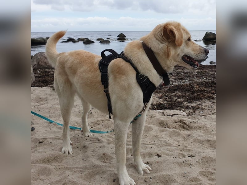 Abby- Mischling- sucht ein Zuhause- ist reserviert