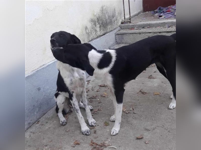 Nana - Mischlingshund sucht ein Zuhause