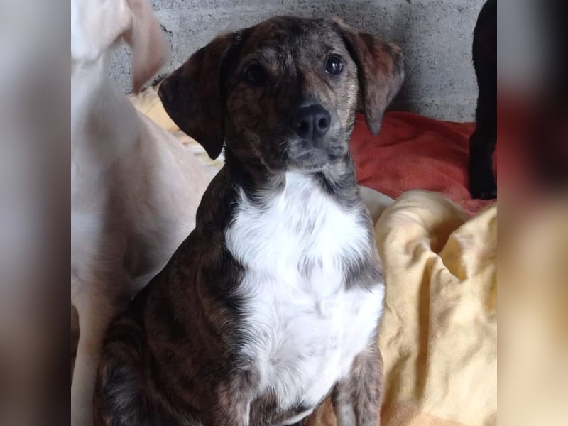 Kosma: sucht ein Zuhause / eine Pflegestelle