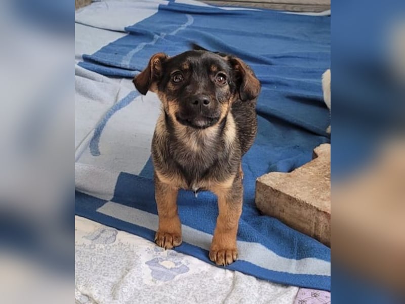 Rani, gerade mal 4 Monate altes Hundemädchen, sucht ihr Zuhause