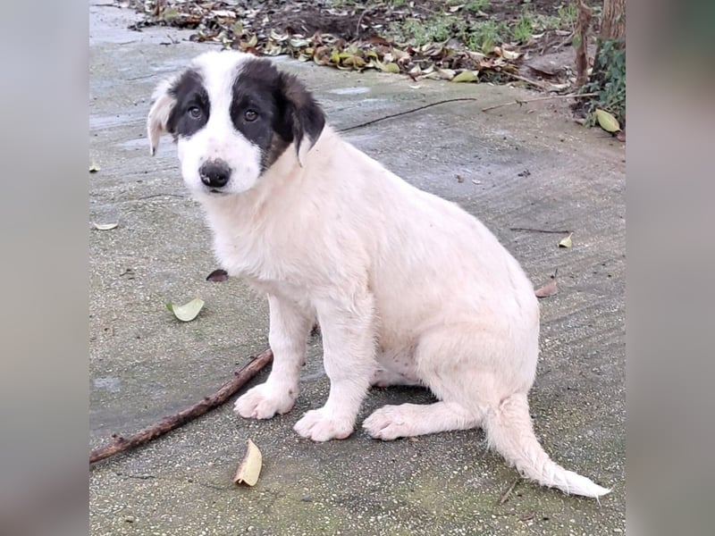 Skia sucht ein Zuhause / eine Pflegestelle- reserviert