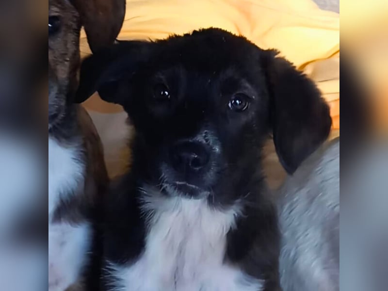 Gaia: sucht ein Zuhause/Pflegestelle