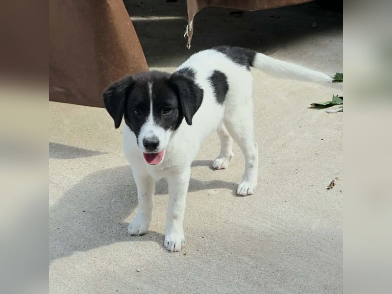 Lou: sucht ein Zuhause / eine Pflegestelle