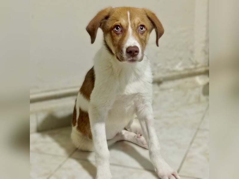 Agapi: sucht ein Zuhause- vorgemerkt