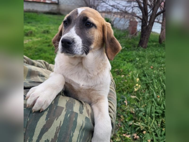 Electra: sucht ein Zuhause / eine Pflegestelle