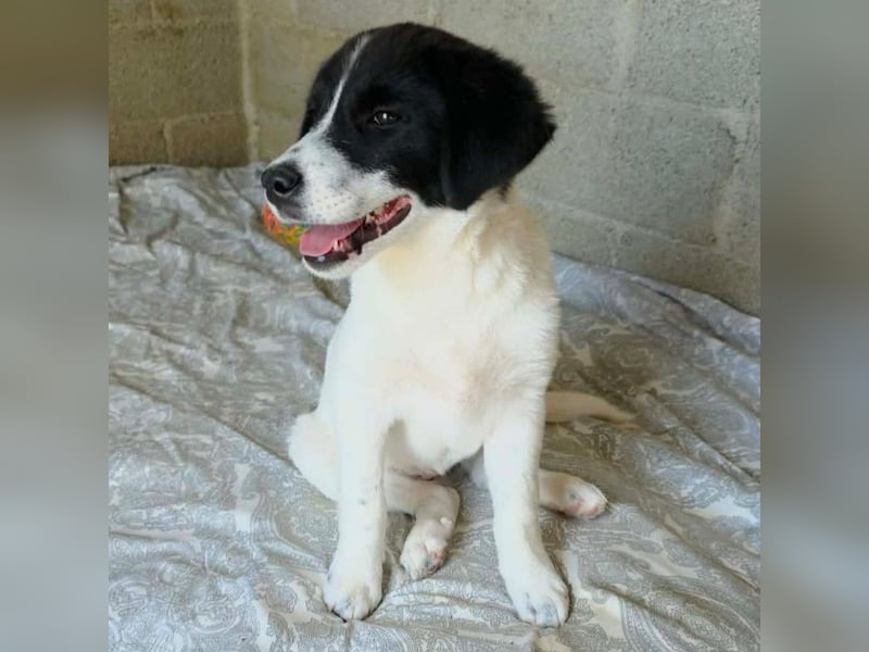 Lou: sucht ein Zuhause / eine Pflegestelle