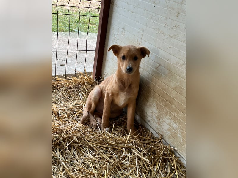 Shira , 4 monatiges Hundemädchen sucht ihre Familie