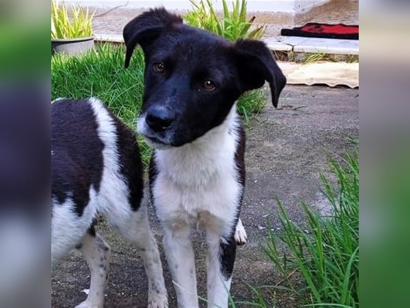 Nana - Mischlingshund sucht ein Zuhause