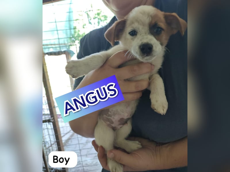 Agnus, bald 1-jähriger Hundebub, weiß.-Carmel gefleckt, freut sich auf ein eigenes Zuhause