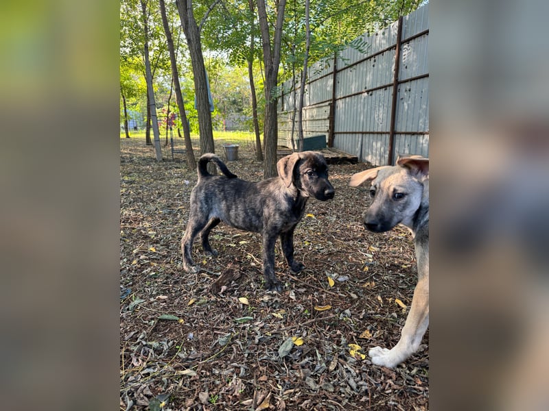 Isak, 9 -monatiger Hundebub,