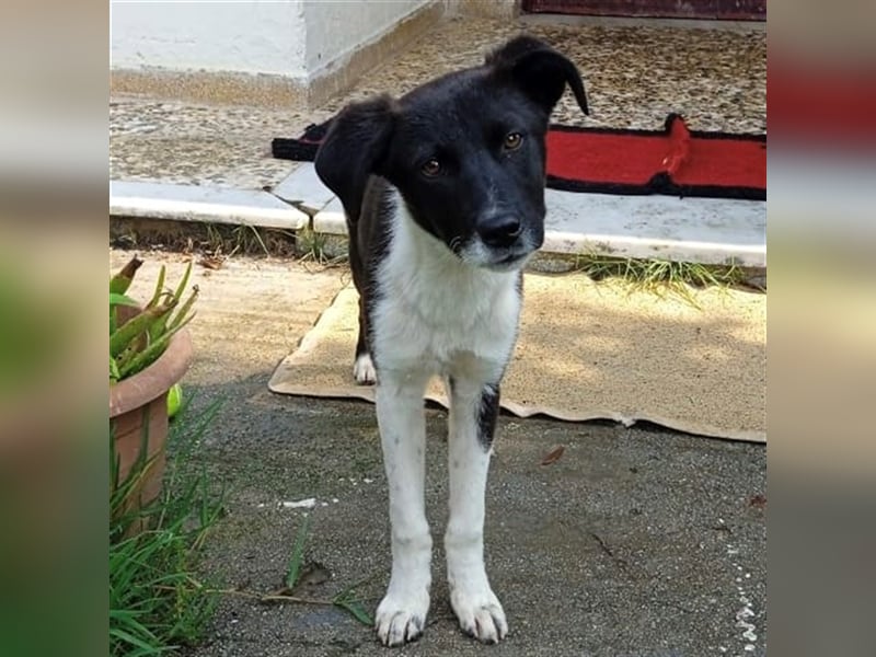 Nana - Mischlingshund sucht ein Zuhause
