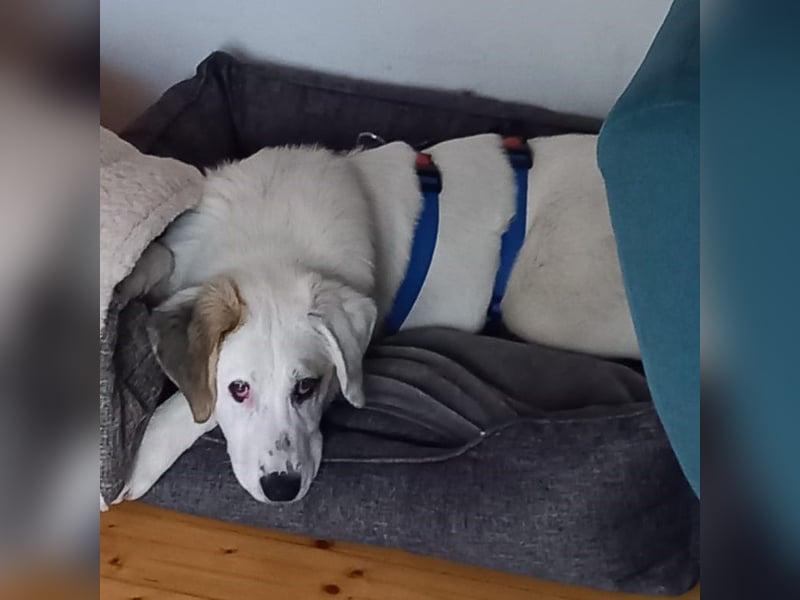 Thira-Mischling: sucht ein Zuhause