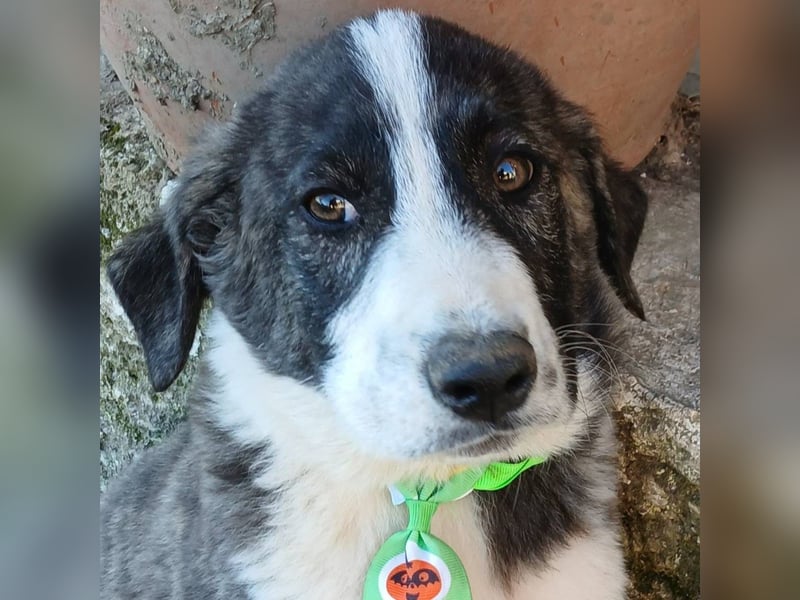 Taro: sucht ein Zuhause / eine Pflegestelle