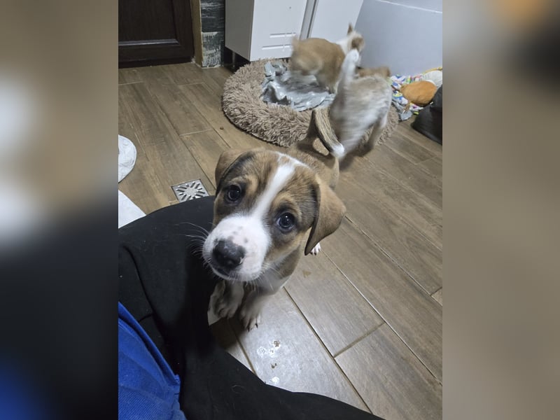 Jeff, Rüde, aktuell 5 Monate