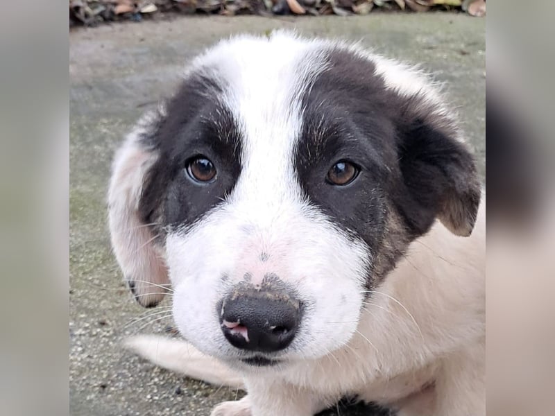 Skia sucht ein Zuhause / eine Pflegestelle- reserviert