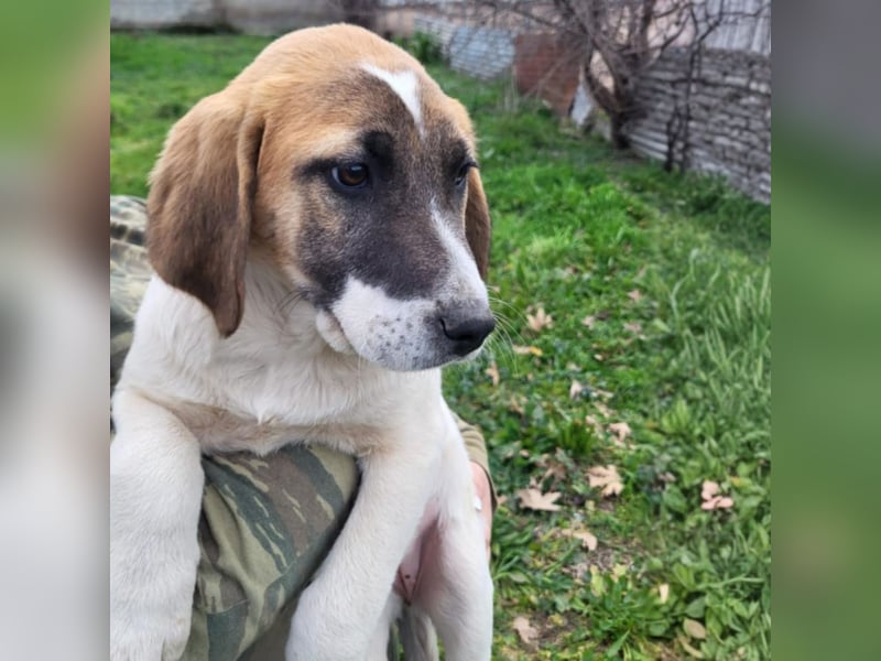 Electra: sucht ein Zuhause / eine Pflegestelle