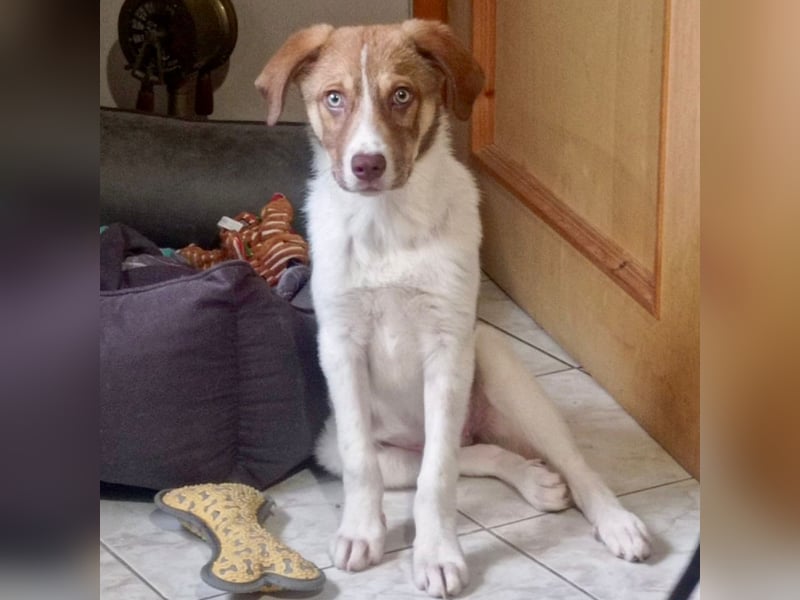 Agapi: sucht ein Zuhause- vorgemerkt