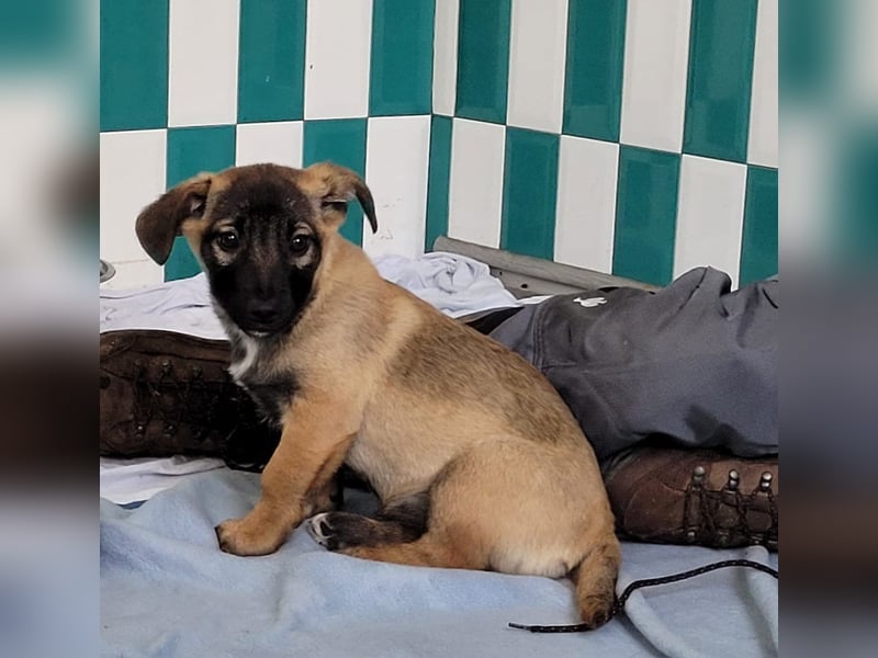 Romy, 4-monatiges Hundemädchen sucht ihre Familie