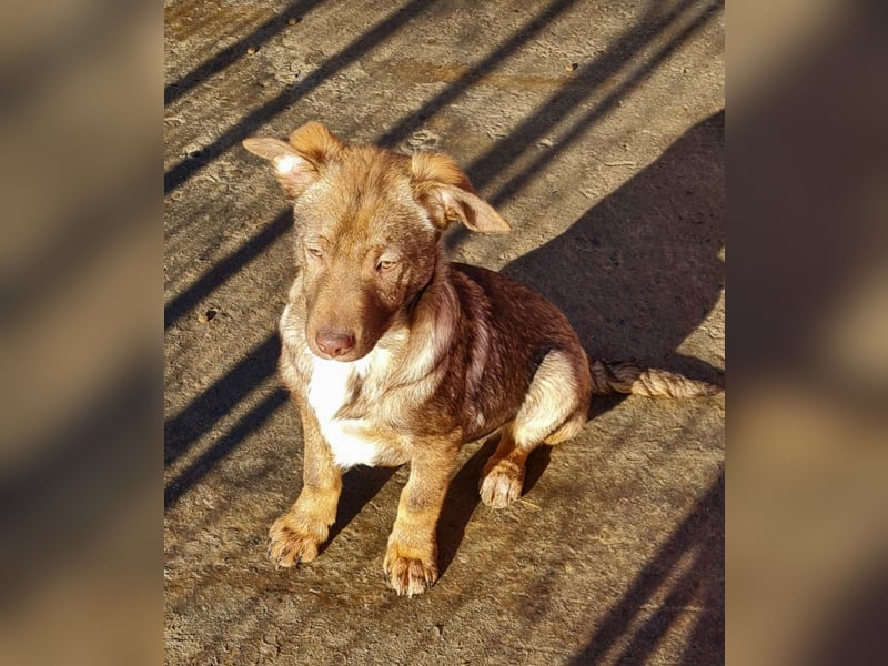 Rübe, schicker 6 Monate alter Hundebub, wünscht sich eine Familie