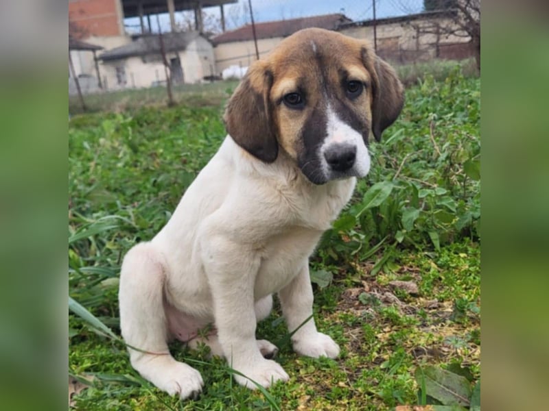 Danai: sucht ein Zuhause/Pflegestelle-reserviert