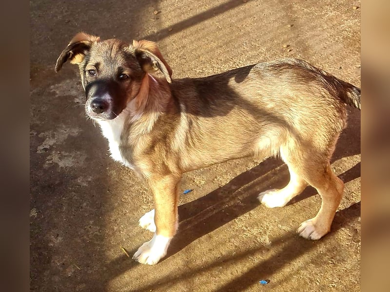 Raven, 6-monatiger Rüde. Endgröße noch unbekannt