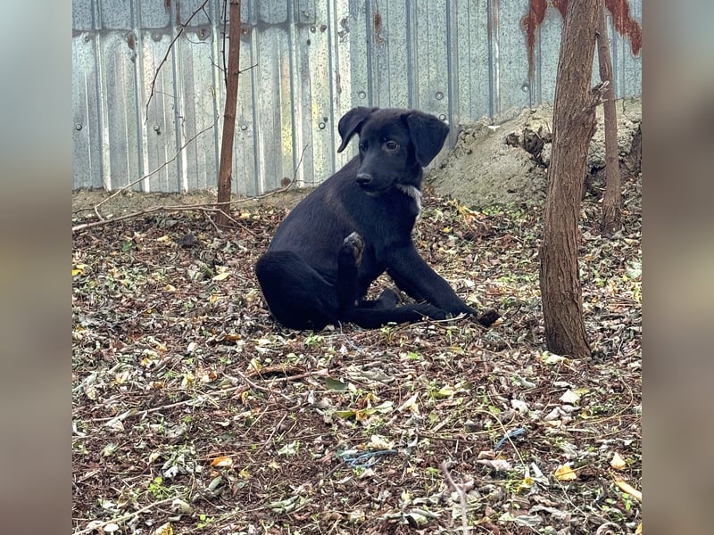 Isleen, 7-monatiges Hundemädchen, sucht ihre Familie