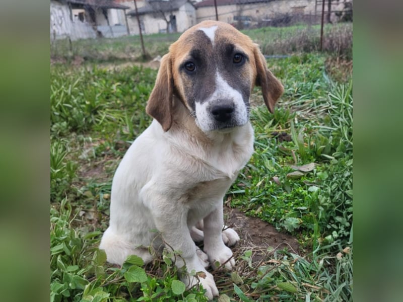 Electra: sucht ein Zuhause / eine Pflegestelle