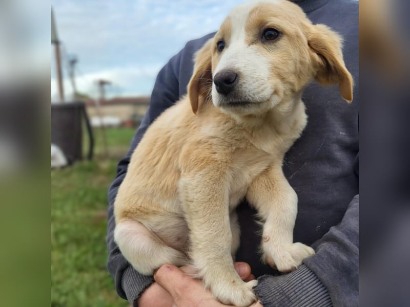 Hilda: sucht ein Zuhause/Pflegestelle- vorgemerkt