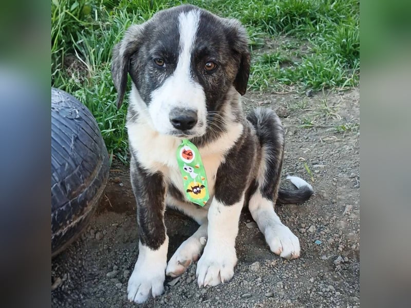 Taro: sucht ein Zuhause / eine Pflegestelle