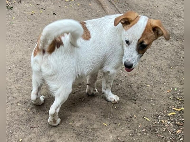 Agnus, bald 1-jähriger Hundebub, weiß.-Carmel gefleckt, freut sich auf ein eigenes Zuhause