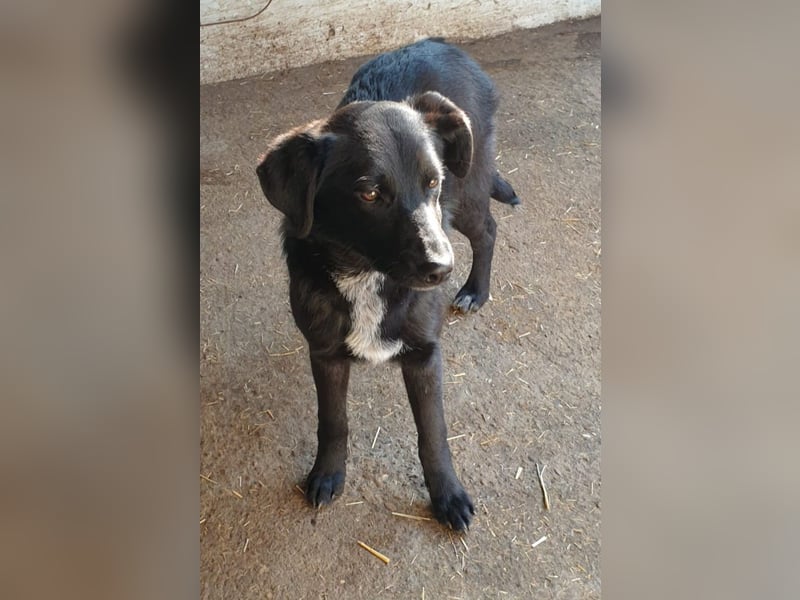 Isleen, 7-monatiges Hundemädchen, sucht ihre Familie