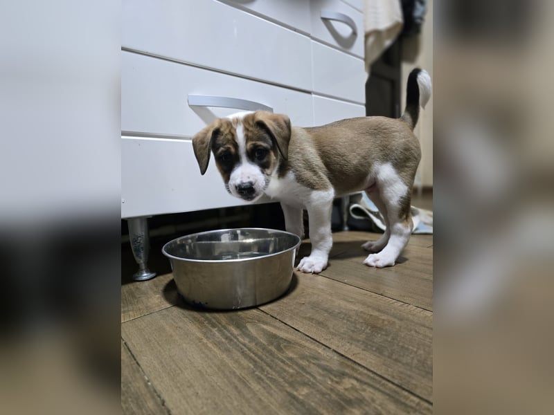 Jeff, Rüde, aktuell 5 Monate