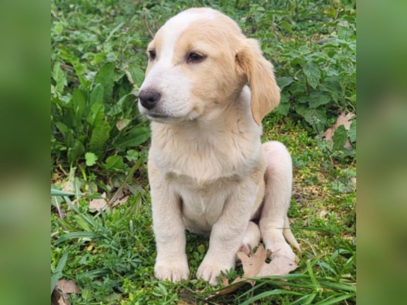 Hilda: sucht ein Zuhause/Pflegestelle- vorgemerkt