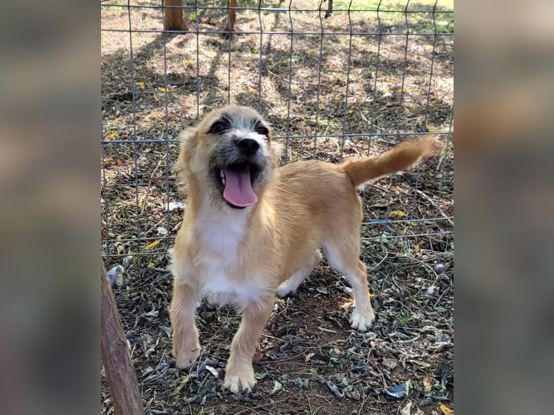 Yano , 9-monatiger  Hundebub, wünscht sich „seine“ Familie