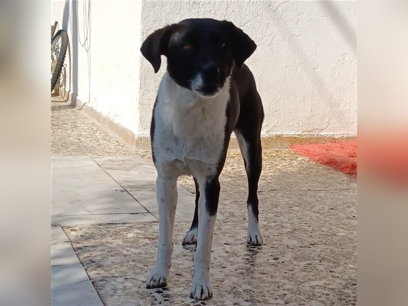 Nana - Mischlingshund sucht ein Zuhause