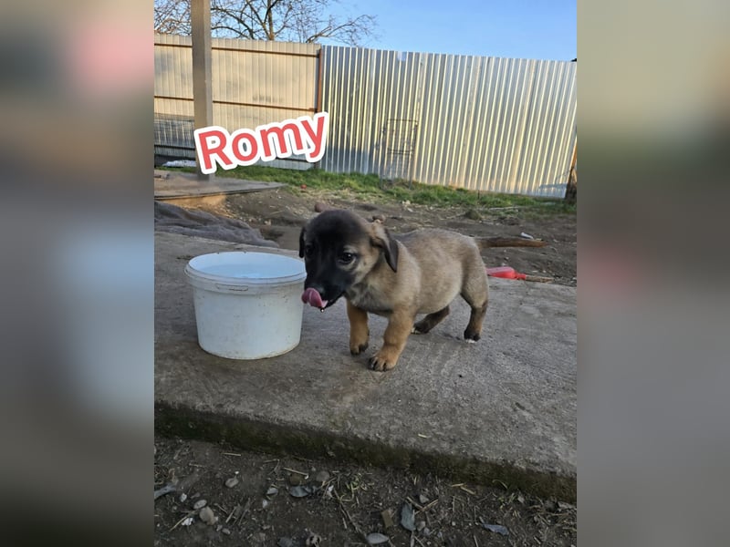 Romy, 4-monatiges Hundemädchen sucht ihre Familie