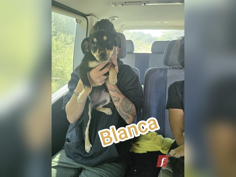 Blanca, 8 monat. hübsches Mädel, ca. kniehoch, anfangs zurückhaltend, freundlich, sozial, entspannt